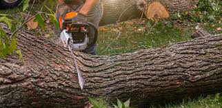 How Our Tree Care Process Works  in  Centreville, MD