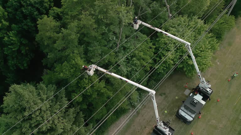 Best Hazardous Tree Removal  in Centreville, MD